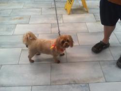 Shelter Stray Male Dog last seen CHARLOTTE, 8315 Byrum Dr, Charlotte, NC 28217, USA