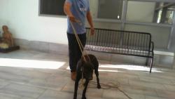 Shelter Stray Female Dog last seen CHARLOTTE, 8315 Byrum Dr, Charlotte, NC 28217, USA