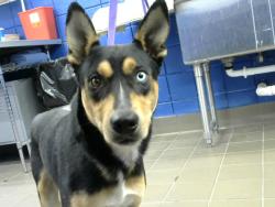 Shelter Stray Male Dog last seen EUBANK AND MENAUL, 8920 Lomas Blvd NE, Albuquerque, NM 87112, USA