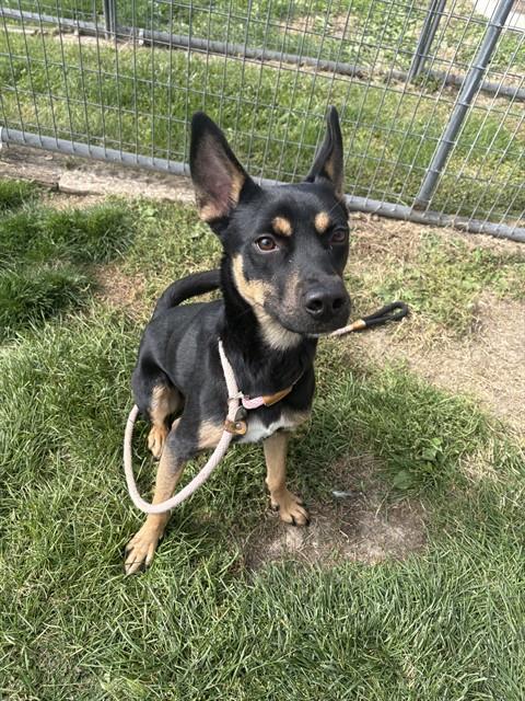 Shelter Stray Male Dog last seen Near BLOCK N ELIZABETH ST, PUEBLO CO 81008, 4600 Eagleridge Pl, Pueblo, CO 81008, USA