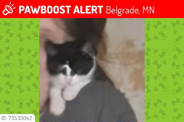 Lost Male Cat last seen Highway 55 and county road 196, Belgrade, MN 56312
