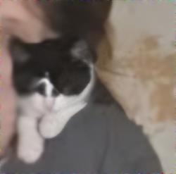 Lost Male Cat last seen Highway 55 and county road 196, Belgrade, MN 56312