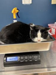 Shelter Stray Male Cat last seen Near BLOCK BAUR BLVD,63132, 10521 Baur Blvd, Olivette, MO 63132, USA