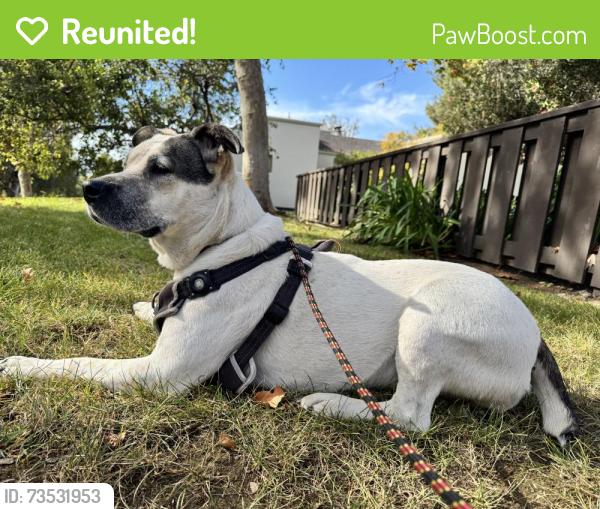 Reunited Female Dog last seen Clayton Road, San Jose, CA 95148