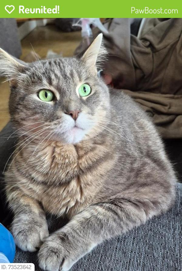 Reunited Male Cat last seen Stevenson and Gibb, Oshawa, ON L1J 5R2