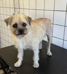 Shelter Stray Female Dog last seen , 11258 Garfield Ave, Downey, CA 90242, USA
