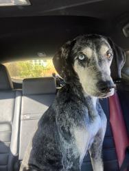 Found/Stray Female Dog last seen Dickies farm, Musella, GA 31066