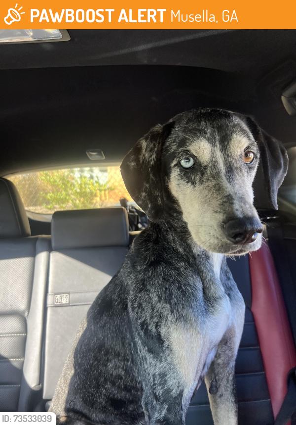 Found/Stray Female Dog last seen Dickies farm, Musella, GA 31066