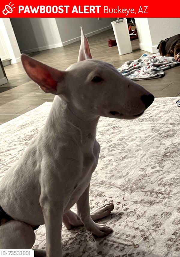 Lost Male Dog last seen Apache rd and Broadway, Buckeye, AZ 85326