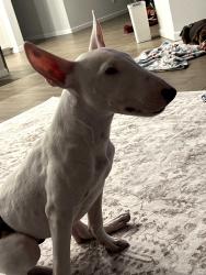 Lost Male Dog last seen Apache rd and Broadway, Buckeye, AZ 85326