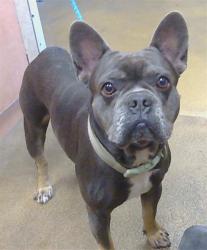 Shelter Stray Male Dog last seen BRADSHAW RD/GOETHE RD, 95827, 3839 Bradshaw Rd, Sacramento, CA 95827, USA