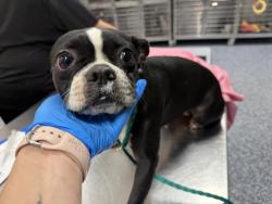 Shelter Stray Female Dog last seen AVENUE 52/GRAPEFRUIT BLVD, 72050 Pet Land Pl, Thousand Palms, CA 92276, USA