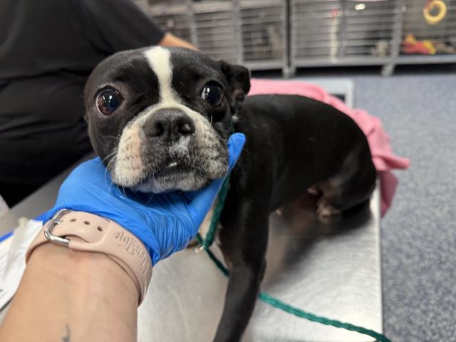 Shelter Stray Female Dog last seen AVENUE 52/GRAPEFRUIT BLVD, 72050 Pet Land Pl, Thousand Palms, CA 92276, USA