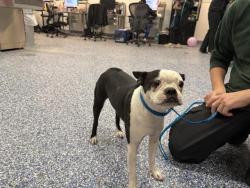 Shelter Stray Female Dog last seen AVENUE 52/GRAPEFRUIT BLVD, 72050 Pet Land Pl, Thousand Palms, CA 92276, USA