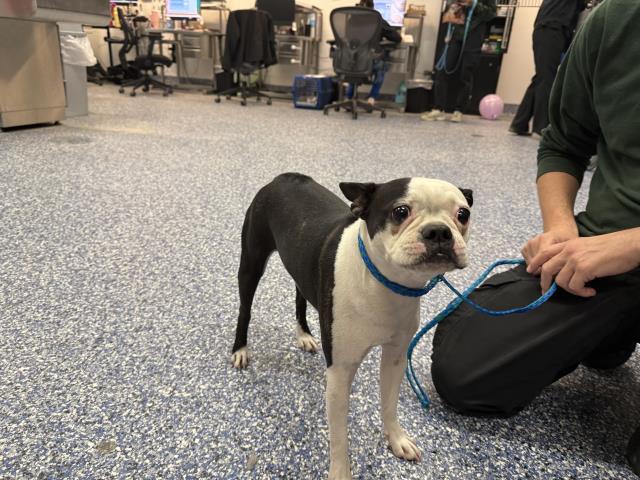 Shelter Stray Female Dog last seen AVENUE 52/GRAPEFRUIT BLVD, 72050 Pet Land Pl, Thousand Palms, CA 92276, USA