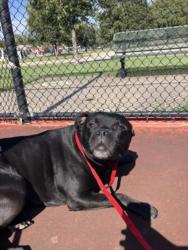 Shelter Stray Male Dog last seen Near BLOCK S KANSAS AVE, WICHITA KS 67211, 3303 N Hillside St, Wichita, KS 67219, USA