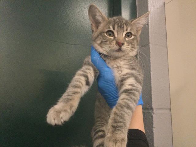 Shelter Stray Female Cat last seen Near BLOCK HWY 111, PALM DESERT CA 92260, 72050 Pet Land Pl, Thousand Palms, CA 92276, USA