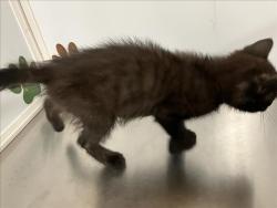 Shelter Stray Female Cat last seen Near BLOCK S MARKET ST, WICHITA KS 67211, 3303 N Hillside St, Wichita, KS 67219, USA