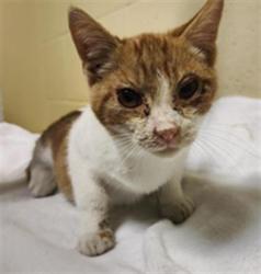 Shelter Stray Male Cat last seen WILLOWSIDE CIR & BROOKE MEADOW DR, 2127 Front St, Sacramento, CA 95818, USA