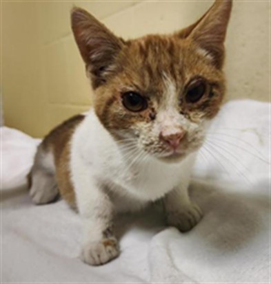 Shelter Stray Male Cat last seen WILLOWSIDE CIR & BROOKE MEADOW DR, 2127 Front St, Sacramento, CA 95818, USA