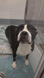 Shelter Stray Female Dog last seen Near, 5001 E Raymond St, Indianapolis, IN 46203, USA
