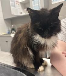 Shelter Stray Female Cat last seen Near, 5001 E Raymond St, Indianapolis, IN 46203, USA