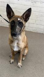 Shelter Stray Female Dog last seen MOUNTAIN AND EURIKA, 333 Chandler Pl, San Bernardino, CA 92408, USA