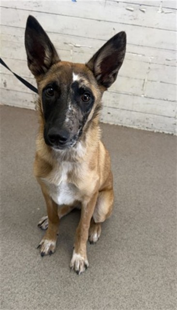 Shelter Stray Female Dog last seen MOUNTAIN AND EURIKA, 333 Chandler Pl, San Bernardino, CA 92408, USA