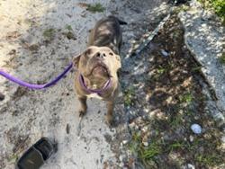 Shelter Stray Female Dog last seen Near BLOCK NW 2 ST, FORT LAUDERDALE FL 33311, 2400 SW 42nd St, Fort Lauderdale, FL 33312, USA