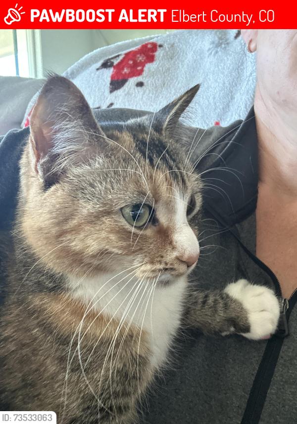 Lost Female Cat last seen Penn Road and Anthony Street, Elbert County, CO 80107