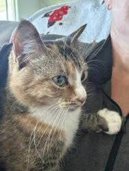 Lost Female Cat last seen Penn Road and Anthony Street, Elbert County, CO 80107
