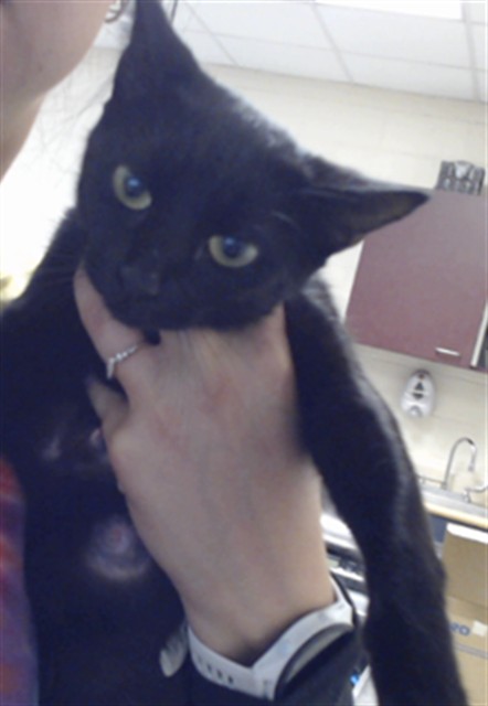 Shelter Stray Female Cat last seen Near BLOCK FAYETTEVILLE RD, FALCON NC 28342, 4704 Corporation Dr, Fayetteville, NC 28306, USA