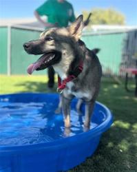 Shelter Stray Female Dog last seen Near BLOCK VALLEY BLVD, 333 Chandler Pl, San Bernardino, CA 92408, USA