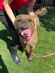 Shelter Stray Male Dog last seen Near BLOCK IRIS (RED TAGGED PROPERTY), 333 Chandler Pl, San Bernardino, CA 92408, USA