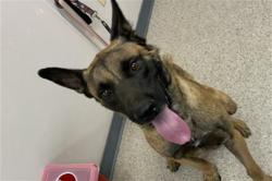 Shelter Stray Male Dog last seen AVE 264 / ROAD 124 TULARE, Visalia, CA 93292, USA