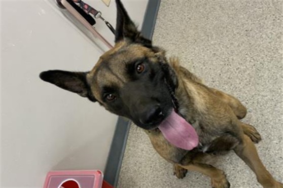 Shelter Stray Male Dog last seen AVE 264 / ROAD 124 TULARE, Visalia, CA 93292, USA
