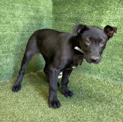 Shelter Stray Female Dog last seen , 5210 W Ave I, Lancaster, CA 93536, USA