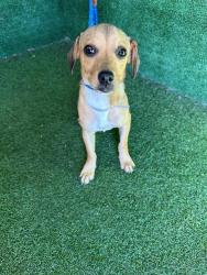 Shelter Stray Male Dog last seen , 5210 W Ave I, Lancaster, CA 93536, USA