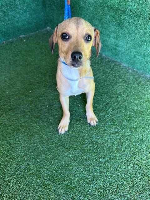 Shelter Stray Male Dog last seen , 5210 W Ave I, Lancaster, CA 93536, USA