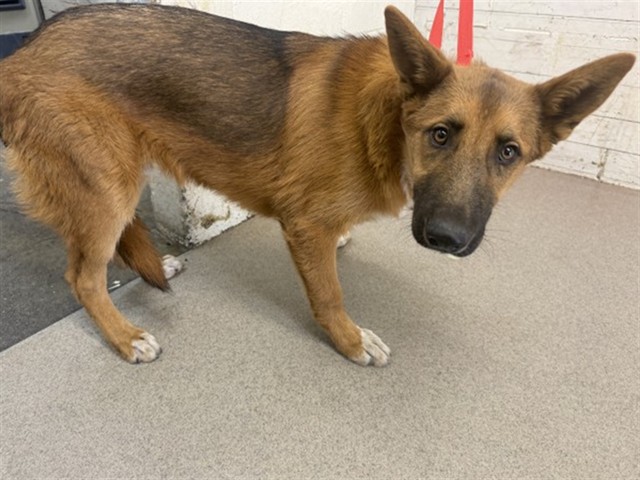 Shelter Stray Male Dog last seen Near BLOCK CENTRAL, 333 Chandler Pl, San Bernardino, CA 92408, USA