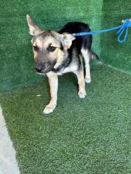 Shelter Stray Female Dog last seen , 5210 W Ave I, Lancaster, CA 93536, USA