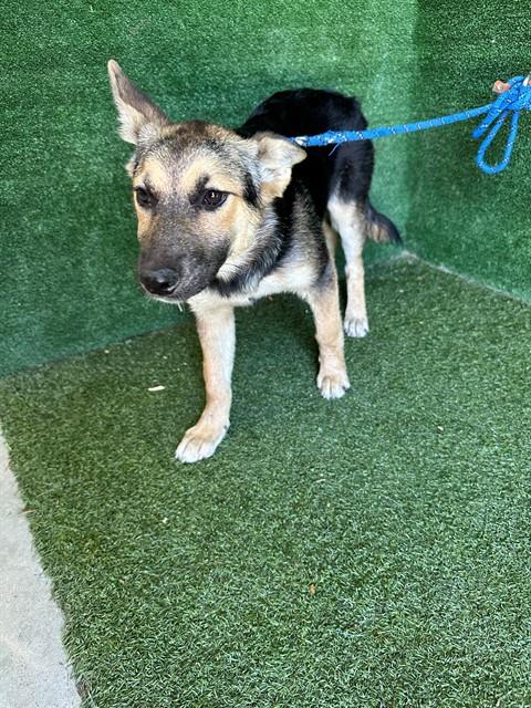 Shelter Stray Female Dog last seen , 5210 W Ave I, Lancaster, CA 93536, USA