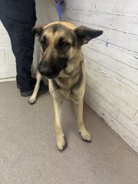 Shelter Stray Female Dog last seen Near BLOCK W 17TH, 333 Chandler Pl, San Bernardino, CA 92408, USA