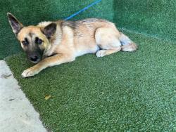 Shelter Stray Male Dog last seen , 5210 W Ave I, Lancaster, CA 93536, USA