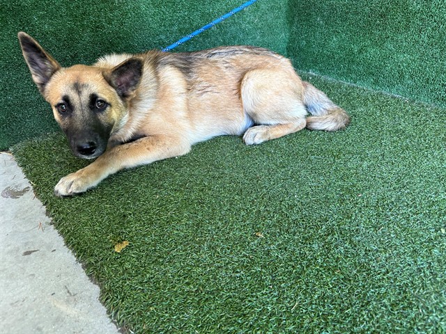 Shelter Stray Male Dog last seen , 5210 W Ave I, Lancaster, CA 93536, USA
