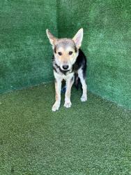 Shelter Stray Male Dog last seen , 5210 W Ave I, Lancaster, CA 93536, USA