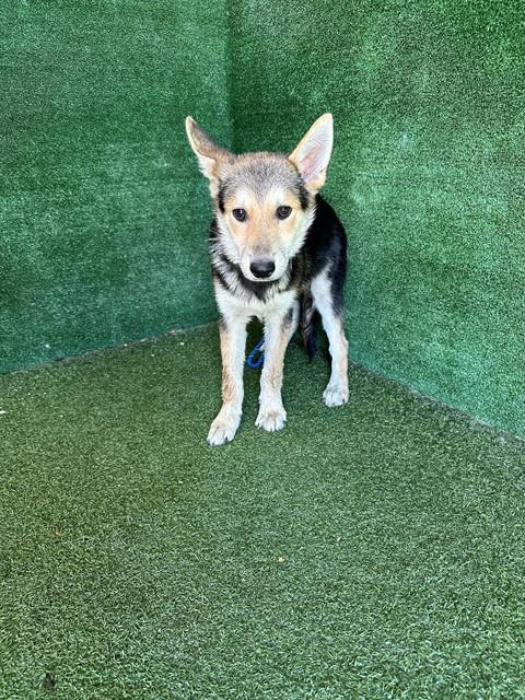 Shelter Stray Male Dog last seen , 5210 W Ave I, Lancaster, CA 93536, USA