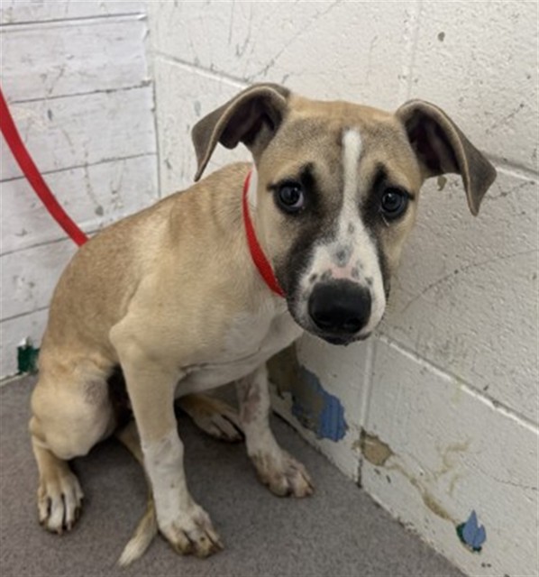 Shelter Stray Female Dog last seen VERONA DR AND TERRACINA, 333 Chandler Pl, San Bernardino, CA 92408, USA