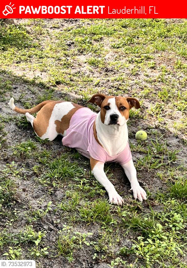 Lost Female Dog last seen Near Avenue, Lauderhill, FL 33313
