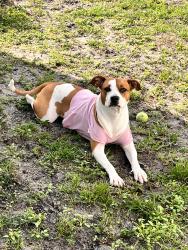 Lost Female Dog last seen Near Avenue, Lauderhill, FL 33313